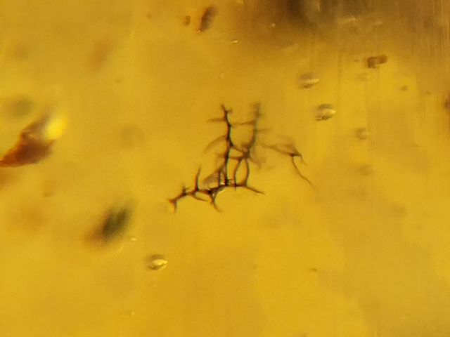 Ámbar Cretácico con Insectos y Esporas