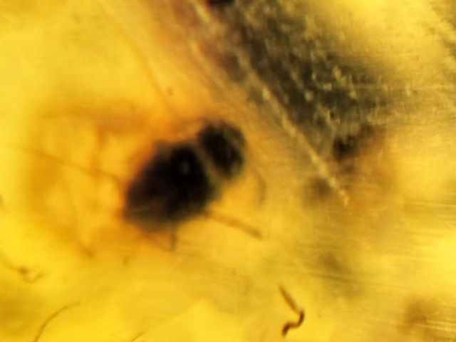 Ámbar Cretácico con Insectos y Esporas