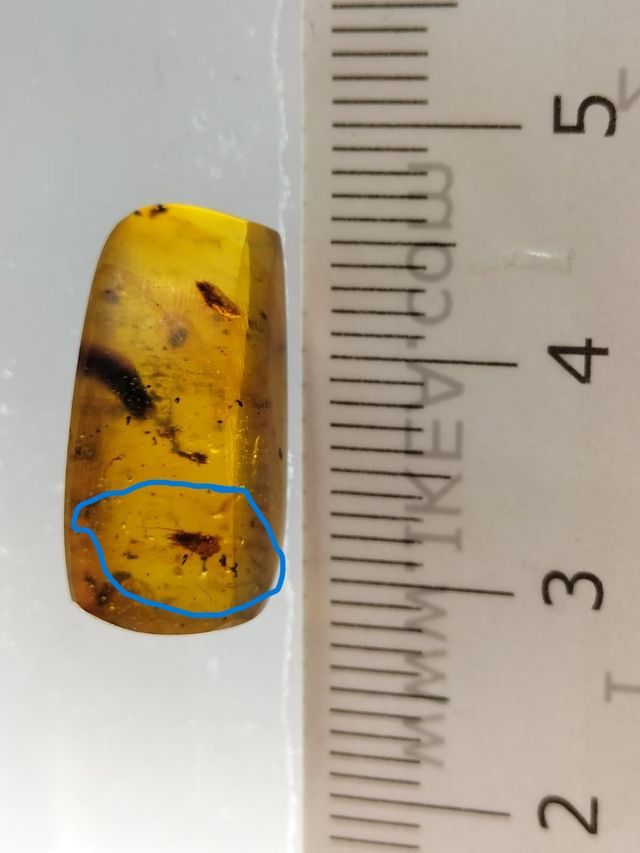 Ámbar Cretácico con Insectos y Esporas