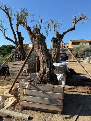 Olivos centenarios en macetas
