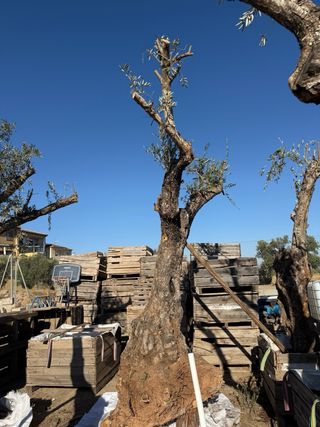 Olivos centenarios en macetas
