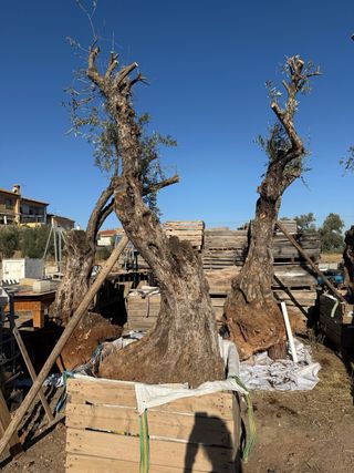 Olivos centenarios en macetas