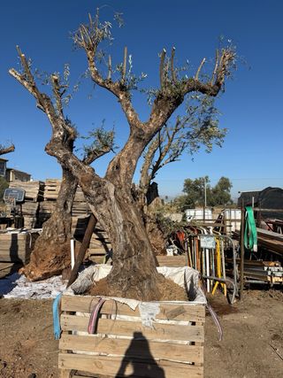 Olivos centenarios en macetas