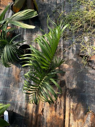 Palmera Dypsis Decaryi