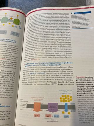 L'essenziale di biologia molecolare della cellula