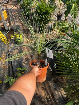 Butia yatay