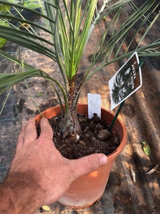 Butia yatay