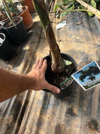 Palmera Woodyetia bifurcata cola de zorro