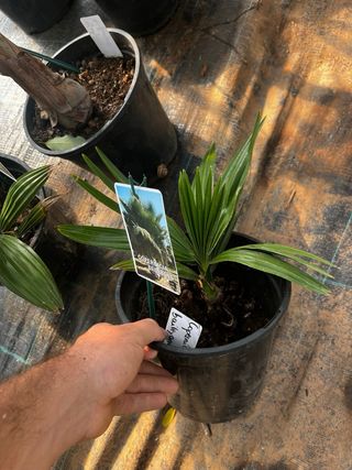 Copernicia baileyana rara