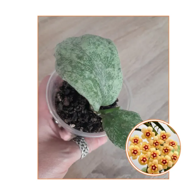 Hoya Waymaniae "Cloudy Sky"