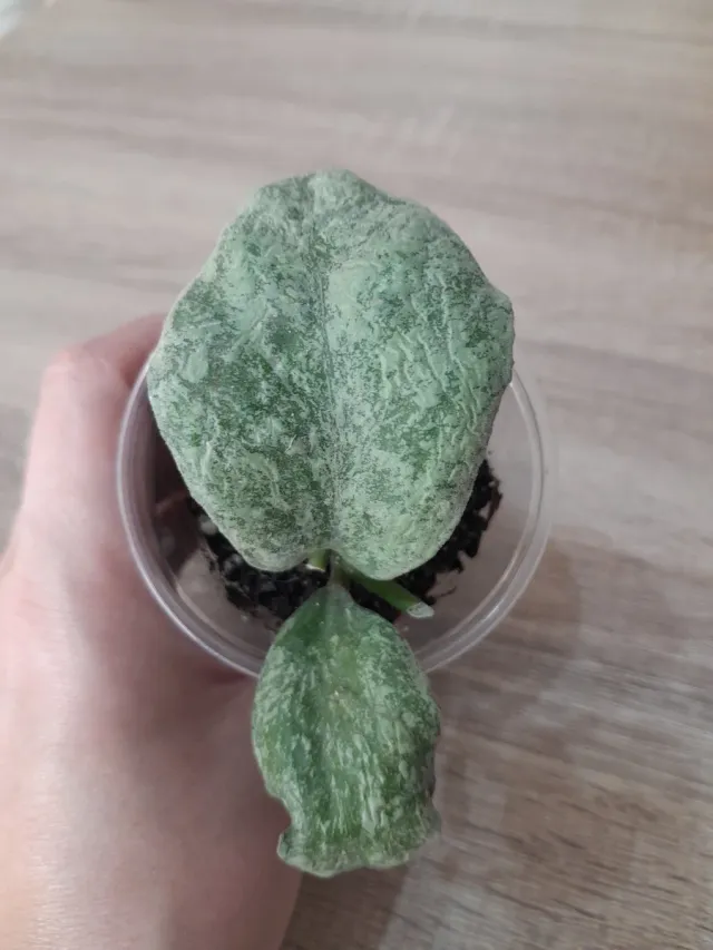 Hoya Waymaniae "Cloudy Sky"