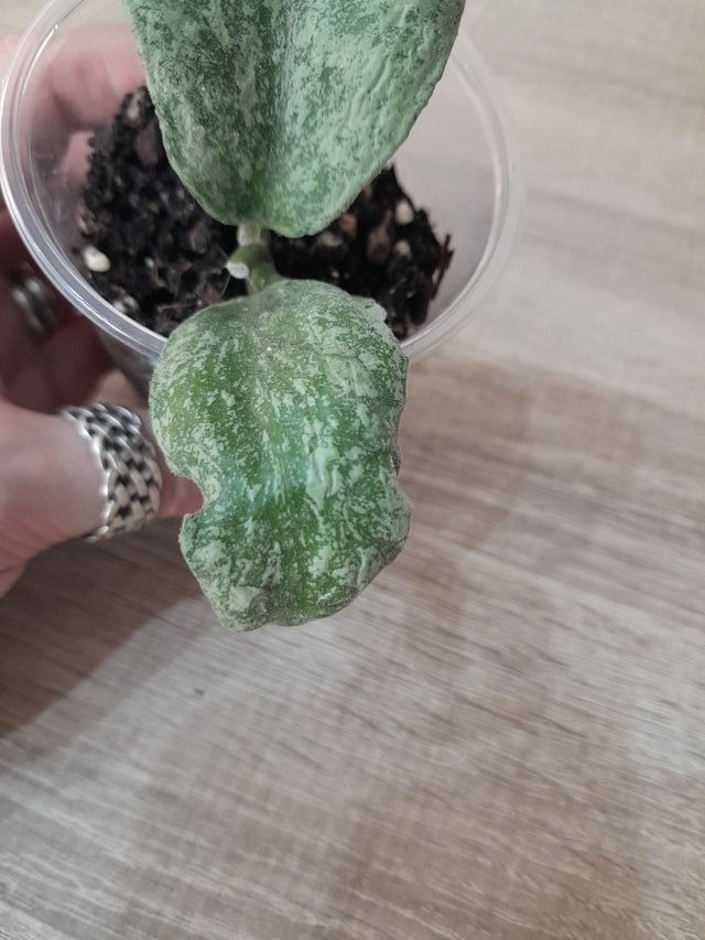 Hoya Waymaniae "Cloudy Sky"