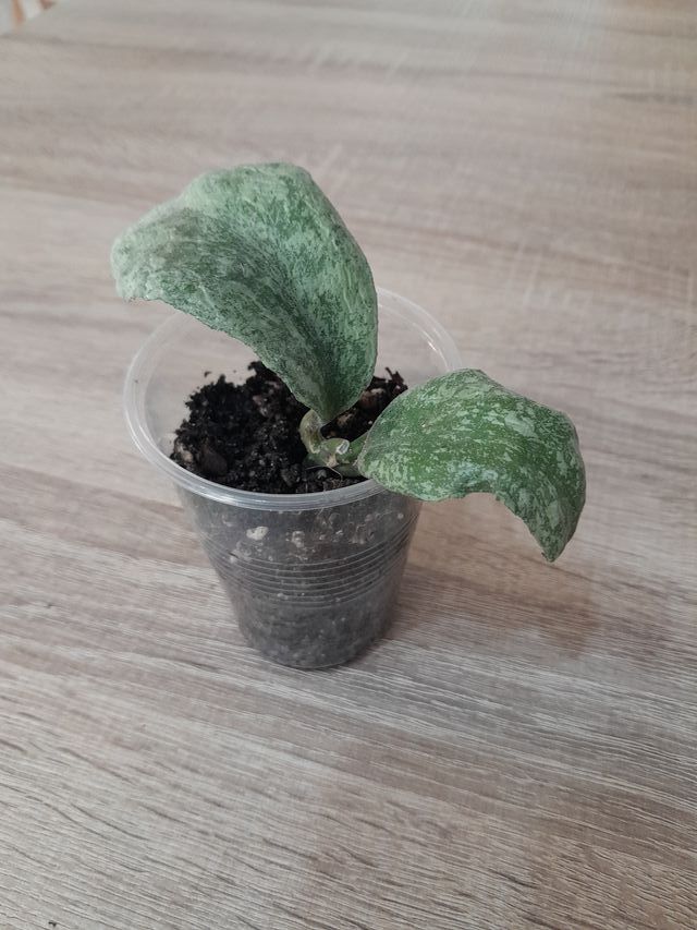 Hoya Waymaniae "Cloudy Sky"