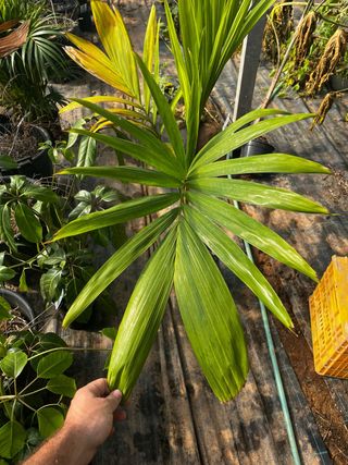 Palmera Veitchia merrillii rara tropical