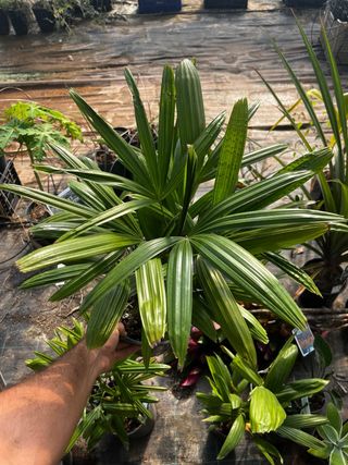 Palmera Raphis Excelsa