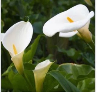 Bulbos de Cala Lirios Blancos a 1€