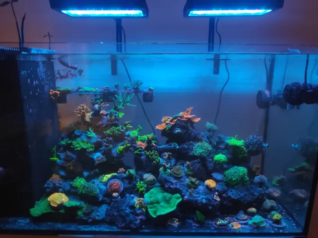 Decoración 3D acuario marino...