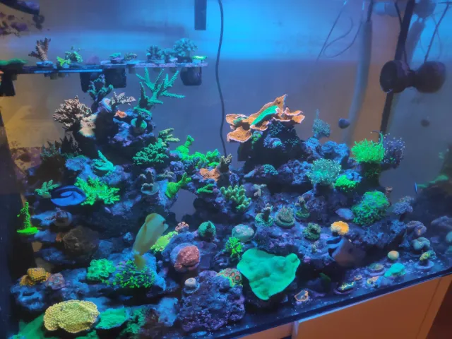 Decoración 3D acuario marino...