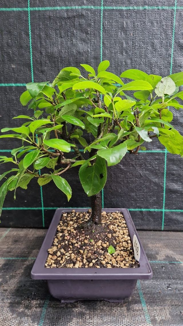 Bonsai di Spino Cervino 152