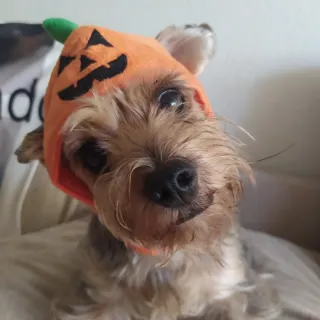 Set di costumi per cani di Halloween