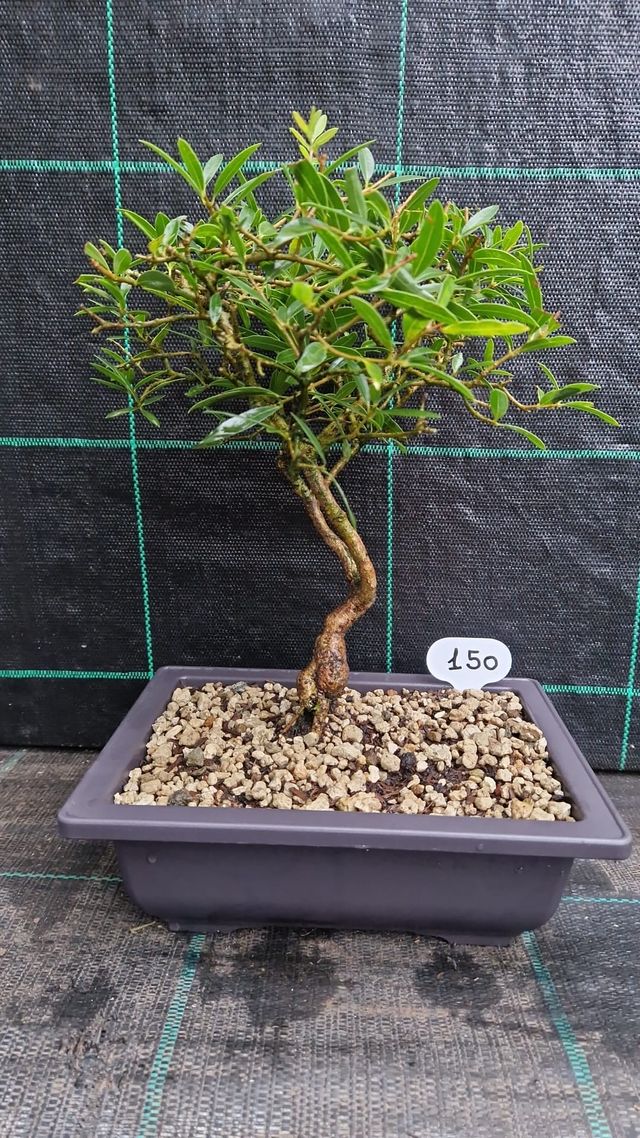 Bonsai di Lentisco (Pistacia Lentiscus) 150