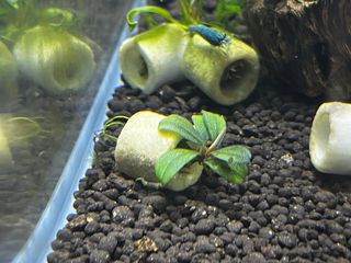 Bucephalandras plantas acuario gambario