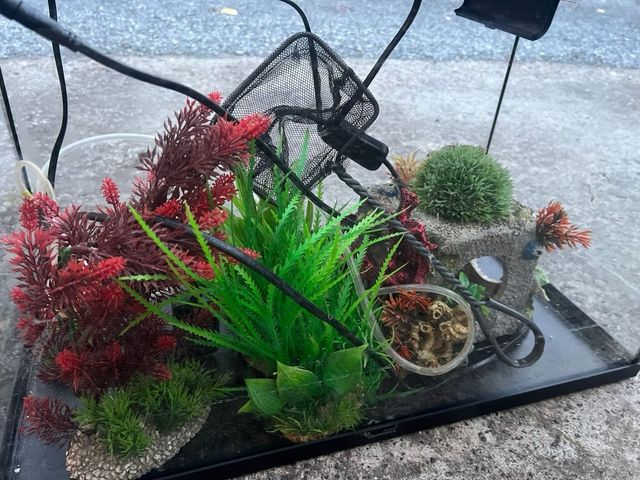 Pecera de cristal con accesorios