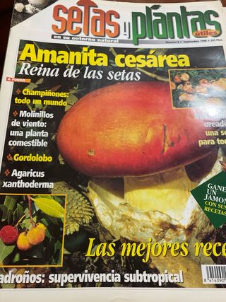 Setas y plantas