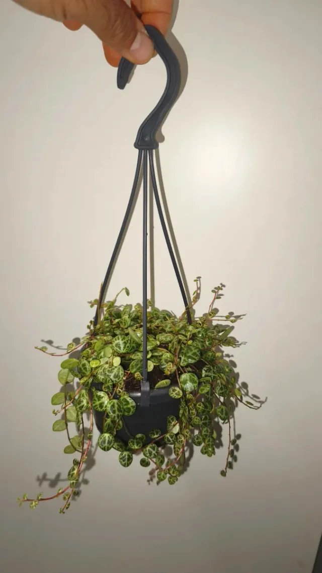 Peperomia Prostrata vaso