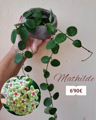 Hoya Mathilde planta