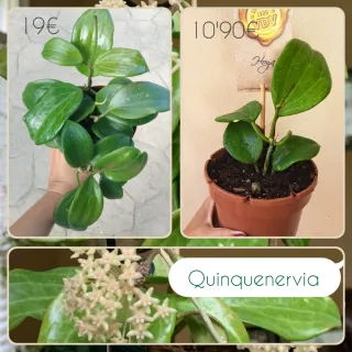 Hoya Quinquenervia