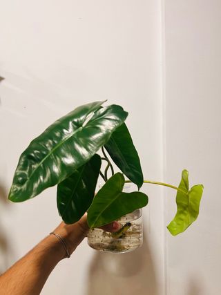 Mudas Philodendron Burle Marx revertido