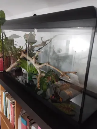 Acuario negro y transparente