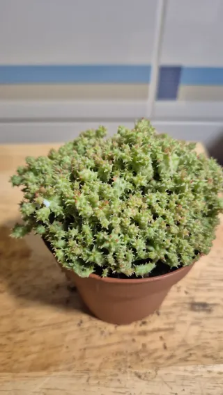 Cactus Euphorbia Mammillaris