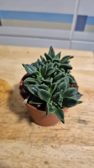 Suculenta Faucaria Tigrina