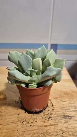 Suculenta Lapidaria Margaretae