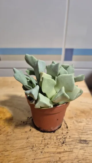 Suculenta Lapidaria Margaretae