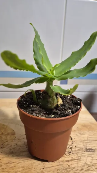 Suculenta Veltheimia Bracteata