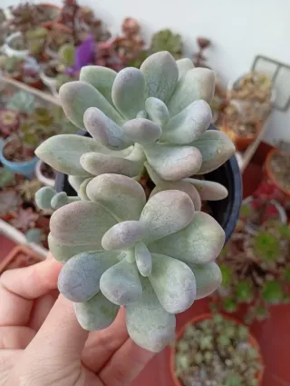 Pachyphytum oviferum planta suculenta