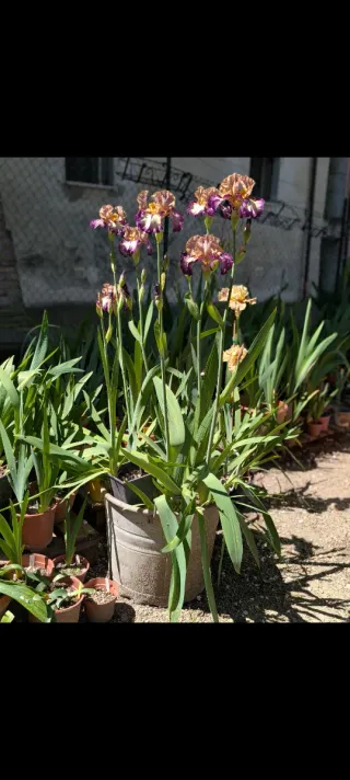 Iris germanica 'Point Made'