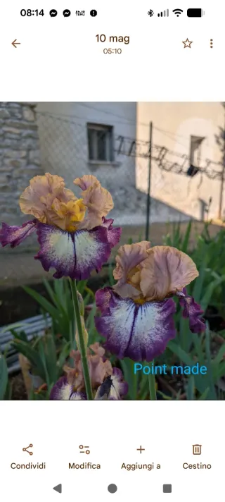 Iris germanica 'Point Made'