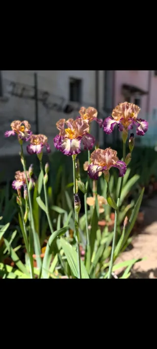 Iris germanica 'Point Made'