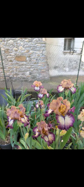 Iris germanica 'Point Made'