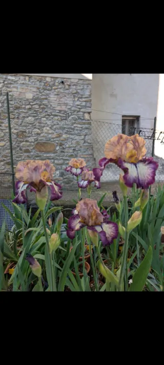 Iris germanica 'Point Made'
