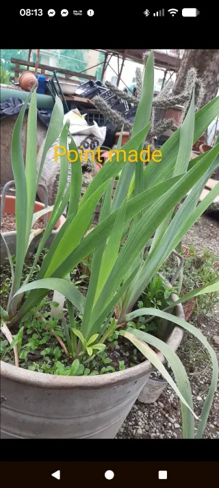 Iris germanica 'Point Made'