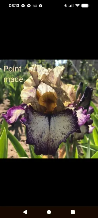 Iris germanica 'Point Made'