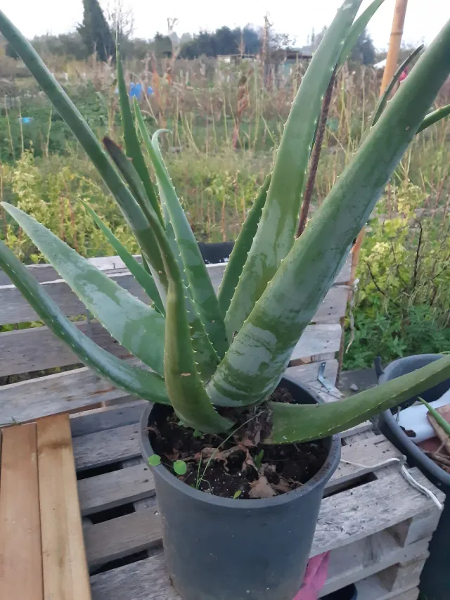 Planta Aloe Vera Grande