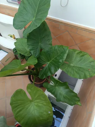 Planta Alocasia Grande