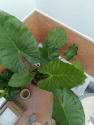 Planta Alocasia Grande