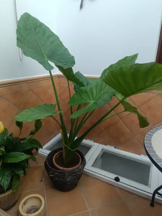 Planta Alocasia Grande